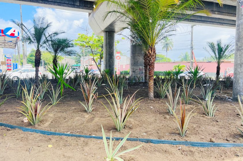 Foto: Cristalya Tavares/Ascom Alurb