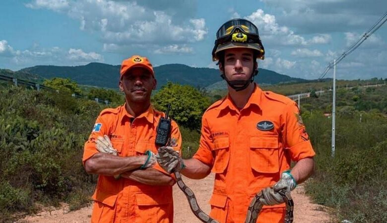 GOVERNO DE ALAGOAS - Corpo de Bombeiros registra queda de 23% em ocorrências de captura de animais em Alagoas
