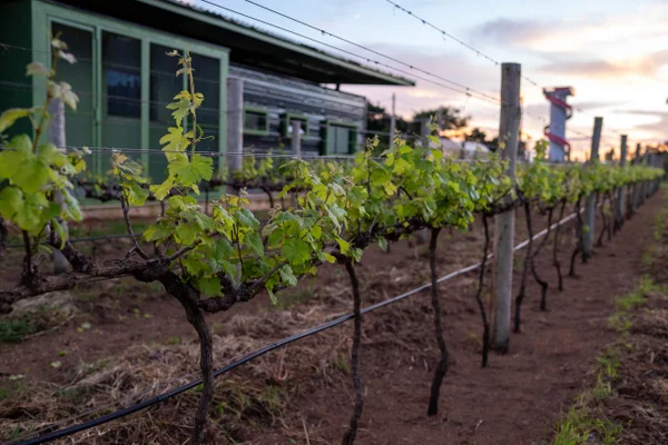 Laboratório pioneiro impulsiona produção do vinho no Centro-Oeste - destaque galeria Laboratório pioneiro impulsiona produção do vinho no Centro-Oeste - destaque galeria