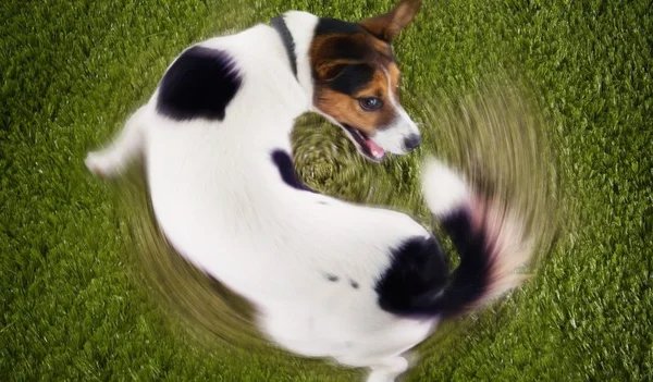 Guia prático para manter a casa limpa e cheirosa com pets - destaque galeria