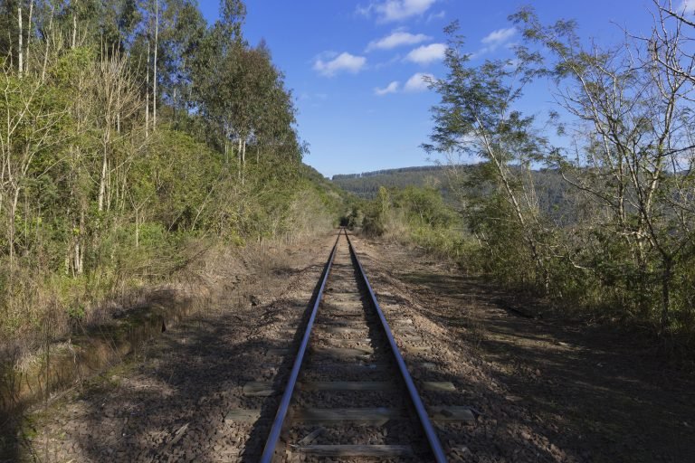 Ferrovia vazia no meio da vegetção num dia de sol