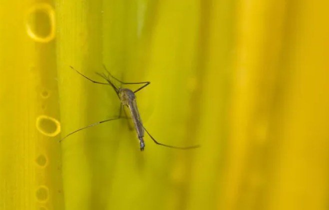 São Paulo registra mais dois óbitos por febre amarela