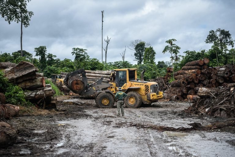 Direitos humanos e minorias - índio - desmatamento em terras Indígenas - Ibama apreende 7.387 toras extraídas ilegalmente da Terra Indígena Pirititi, em Roraima, em 2018