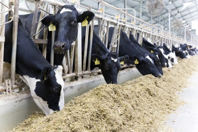 Vacas comendo ração