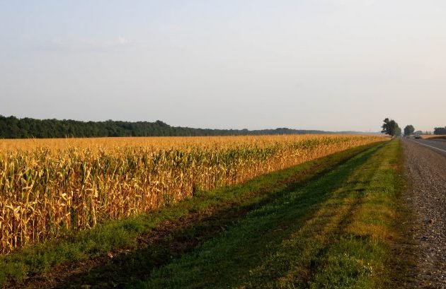 Lavoura à margem da rodovia