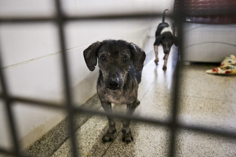 Meio Ambiente - Animais e Natureza - zoonoses - cachorros e gatos - animal de estimação - canil - Adote um bichinho de estimação: Zoonoses tem cães e gatos aptos para adoção