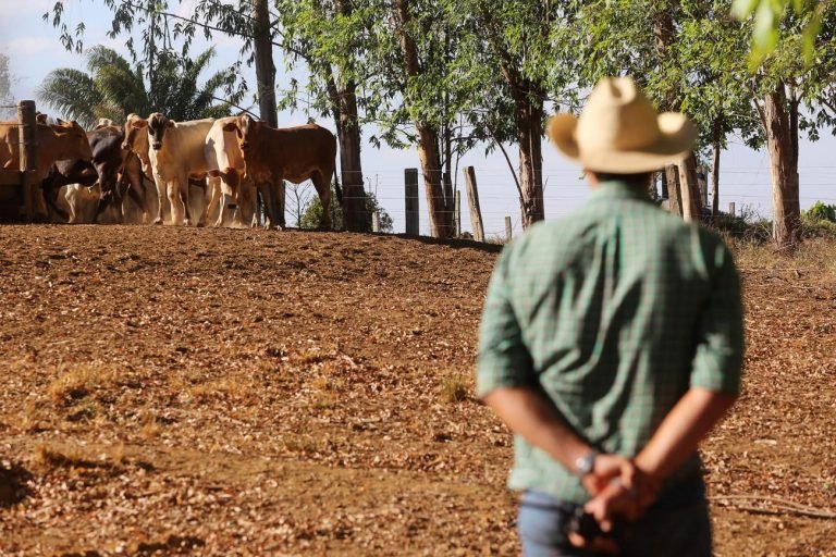 Agropecuária - criação de animais - bois gado fazendas fazendeiros produtores rurais propriedades campo rural agronegócio (São Félix do Xingu-PA)