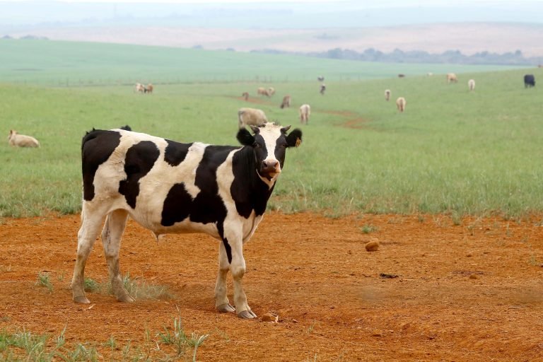 Agropecuária - criação de animais - gado vacas bois pasto